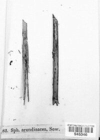 Setoseptoria arundinacea image
